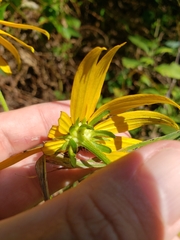Rudbeckia fulgida