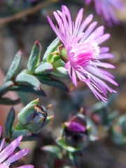 Lampranthus elegans
