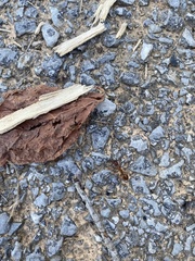 Camponotus castaneus