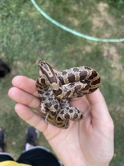 Lampropeltis calligaster