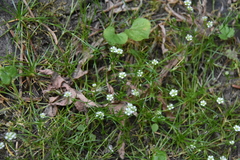 Sagina saginoides