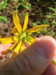 Rudbeckia fulgida
