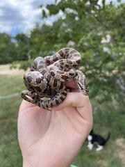 Lampropeltis calligaster