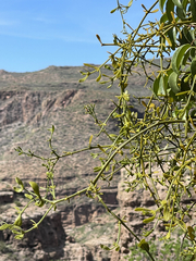 Phoradendron brachystachyum