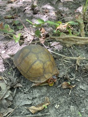 Terrapene carolina triunguis