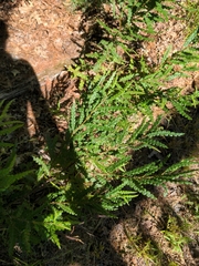 Comptonia peregrina