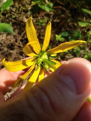 Rudbeckia fulgida