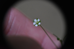 Sagina saginoides