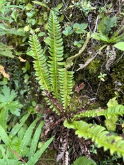 Polystichum lonchitis