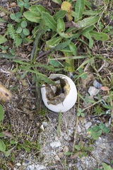 Lycoperdon pratense