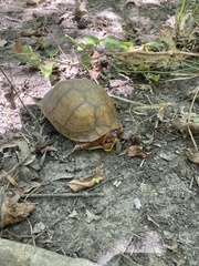 Terrapene carolina triunguis
