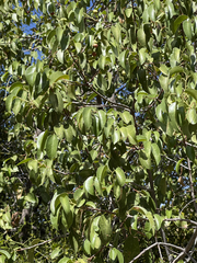 Prunus ilicifolia lyonii
