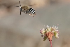 Anthophora urbana
