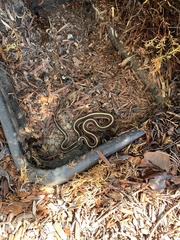 Thamnophis elegans terrestris