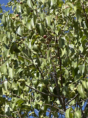 Prunus ilicifolia lyonii