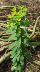 Euphorbia platyphyllos
