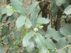 Quercus arizonica