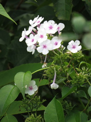 Phlox