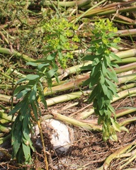 Euphorbia platyphyllos