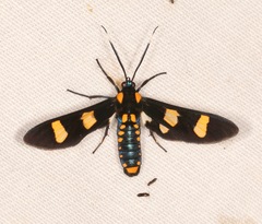 Phoenicoprocta hampsonii