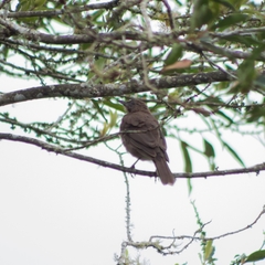 Turdus ignobilis