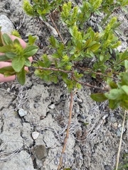 Salix myrtillifolia