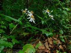 Eurybia chlorolepis