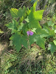 Rubus odoratus