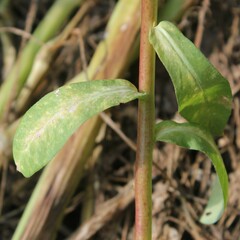 Euphorbia platyphyllos