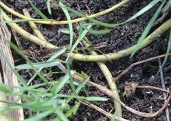 Euphorbia platyphyllos