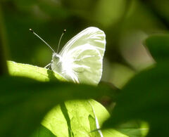 Pieris virginiensis