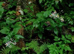 Eurybia chlorolepis