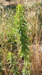 Euphorbia platyphyllos