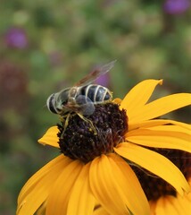 Eristalis stipator