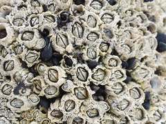 Semibalanus balanoides