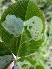 Liriomyza fricki