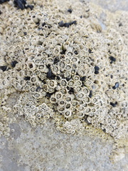 Semibalanus balanoides