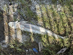 Acipenser transmontanus