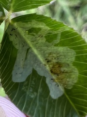 Liriomyza fricki