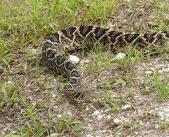 Crotalus adamanteus