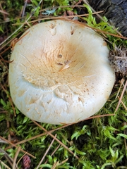 Lactifluus deceptivus