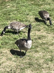 Branta canadensis