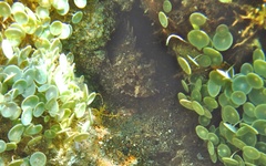 Scorpaena porcus