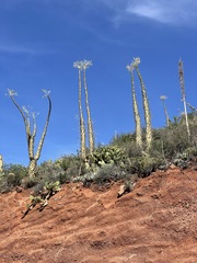 Myrtillocactus cochal