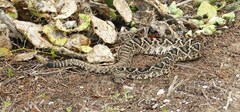 Crotalus adamanteus