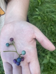 Ampelopsis