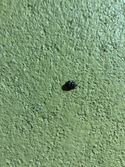 Omophoita simulans