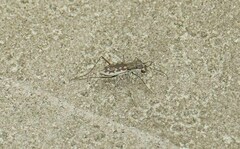 Ellipsoptera marginata