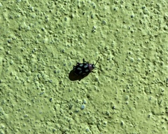 Omophoita simulans