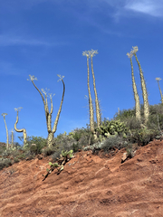 Fouquieria columnaris